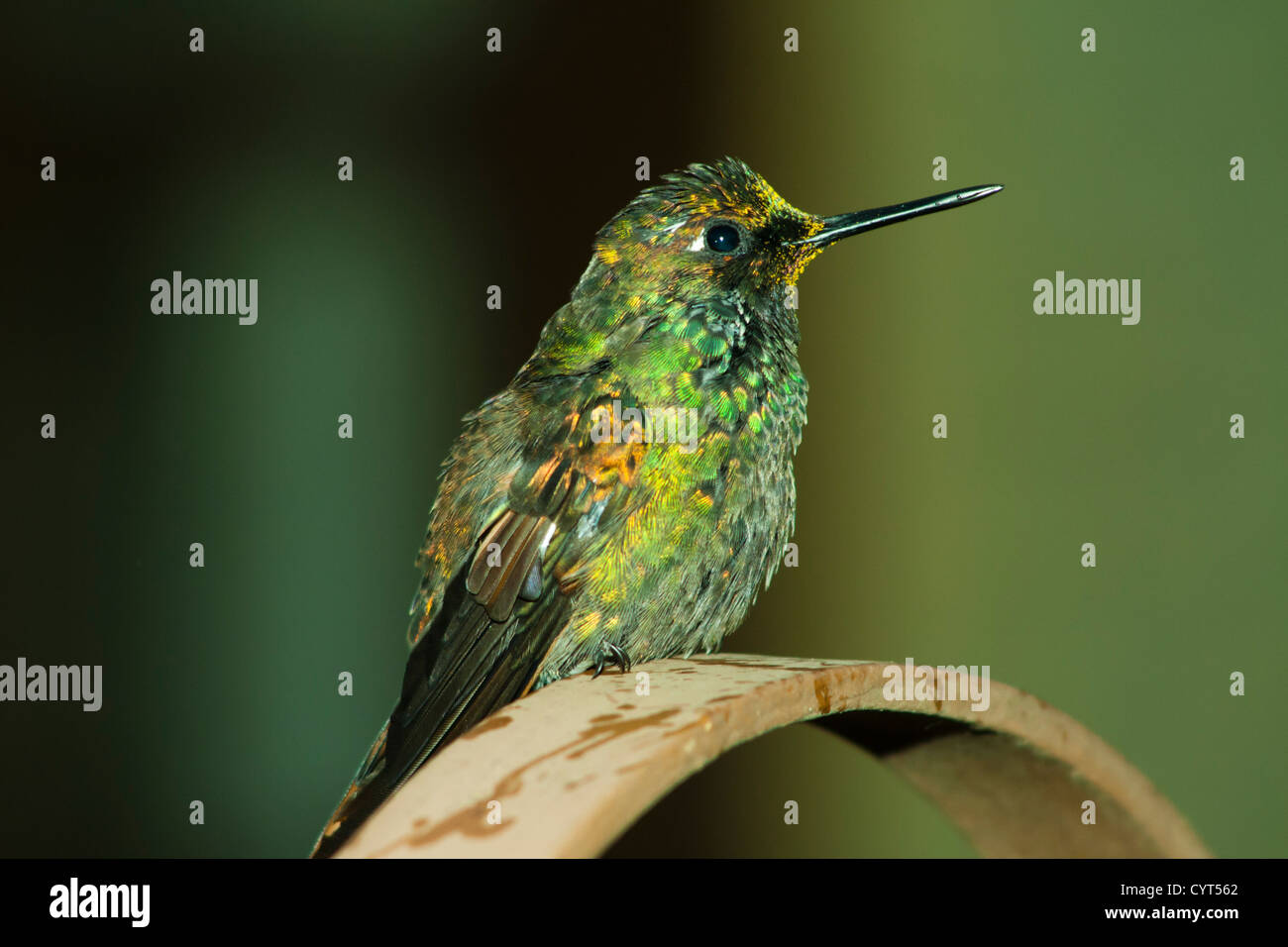 Ronzio uccello molto comune nella città di Monte Verde, a sud di Minas Gerais, Brasile. Molto luogo turistico in inverno Foto Stock