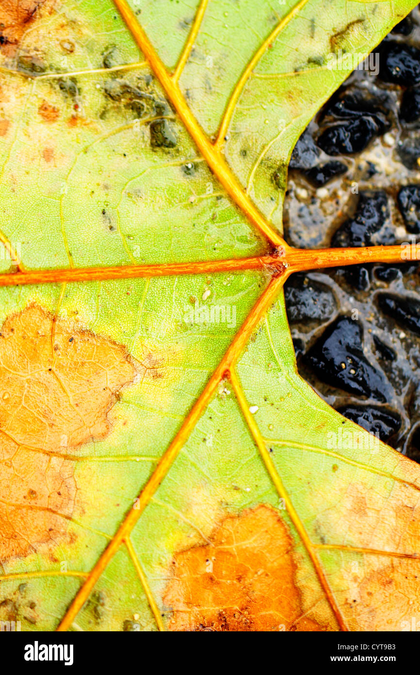 Foto di foglie di pianta in natura in autunno Foto Stock