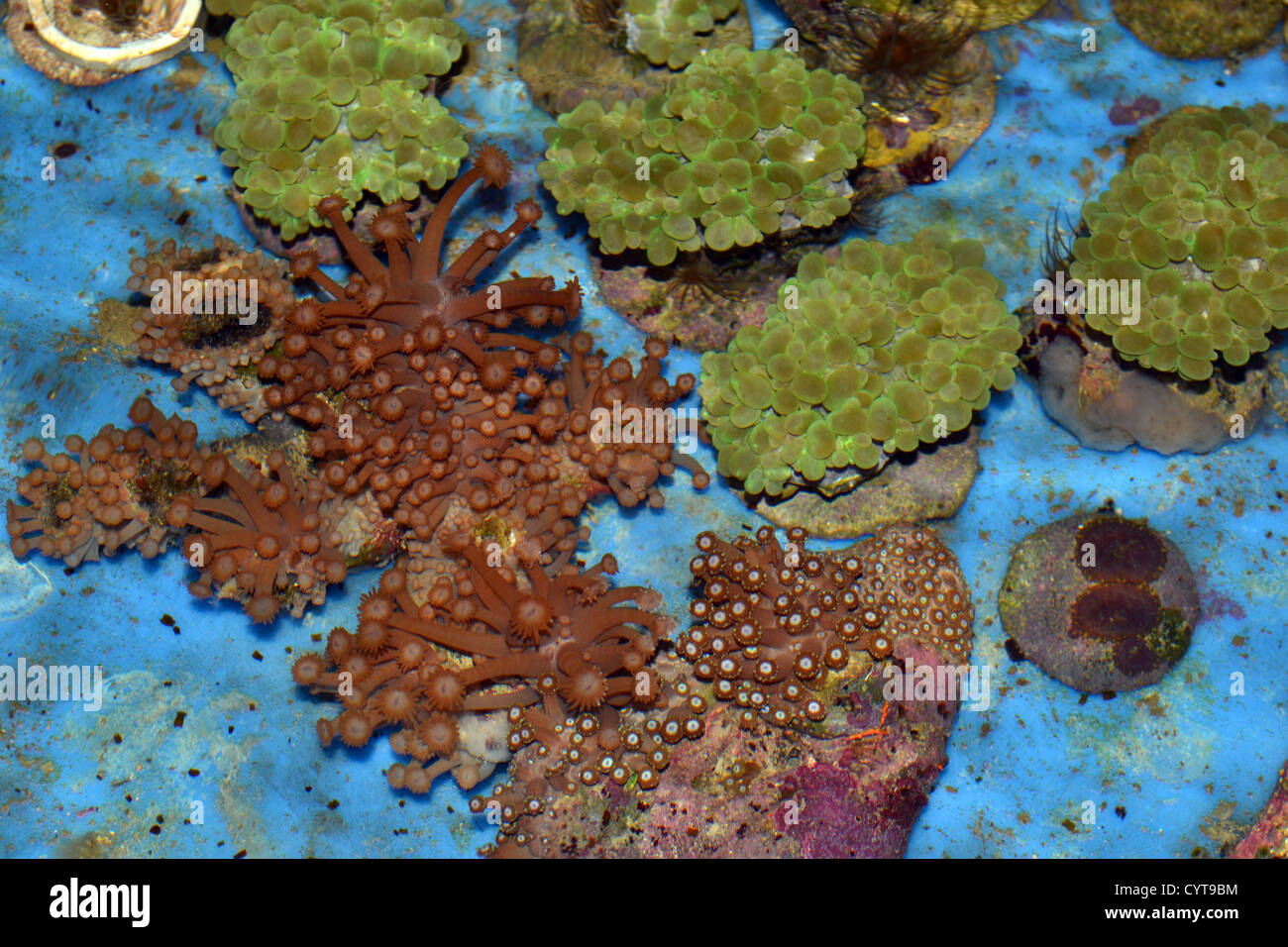 Coral Farm, MERIP, Madolenihmw Provincia, Pohnpei, Stati Federati di Micronesia Foto Stock