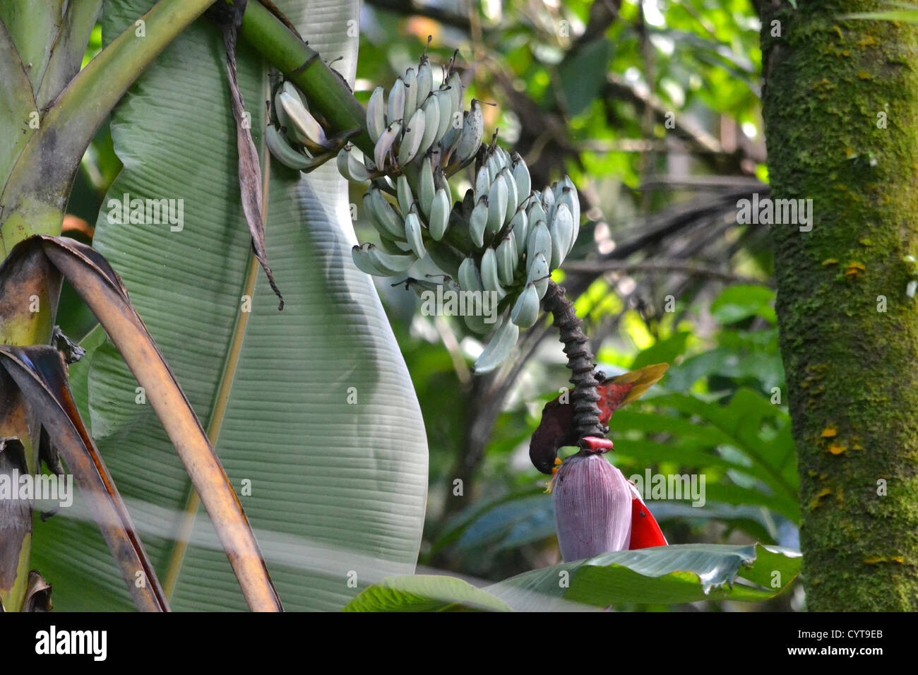 Pohnpei Lorikeet (specie endemiche), Trichoglossus rubiginosus, mangia fuori da un albero di banana, Pohnpei, Stati Federati di Micronesia Foto Stock