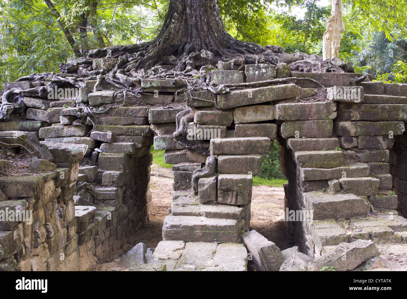 Enormi alberi tropicali che crescono sulle pietre, Angkor Wat, Cambogia Foto Stock