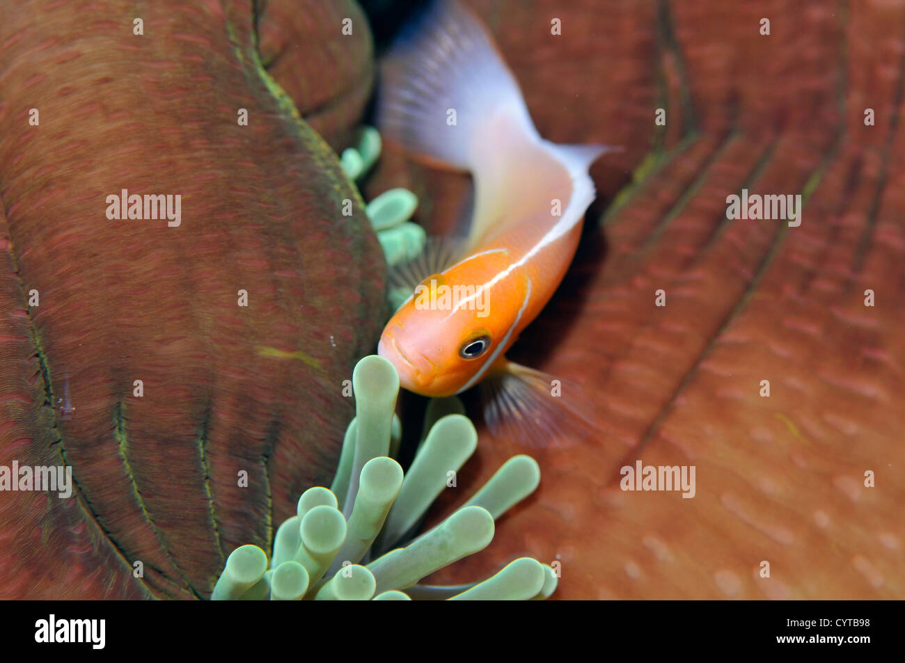 Rosa, anemonefish Amphiprion periderion, in host anemone, Pohnpei, Stati Federati di Micronesia Foto Stock