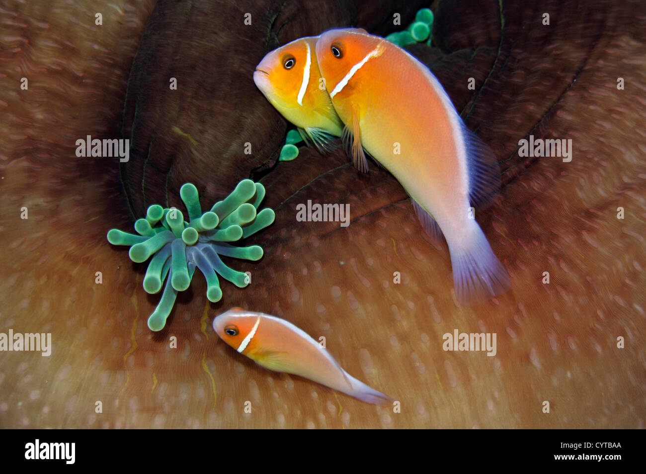 Tre rosa, anemonefish Amphiprion perideraion, condividono lo stesso host anemone, Pohnpei, Stati Federati di Micronesia Foto Stock