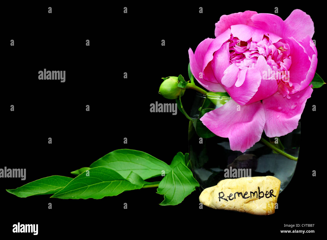 Ricordo di pietra con splendida peonia fiore isolato su nero con copyspace. Foto Stock