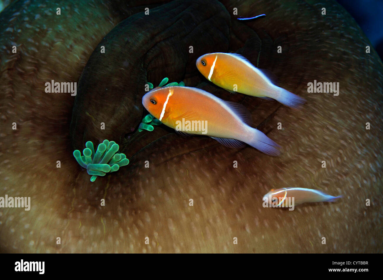 Tre rosa, anemonefish Amphiprion perideraion, condividono lo stesso host anemone, Pohnpei, Stati Federati di Micronesia Foto Stock