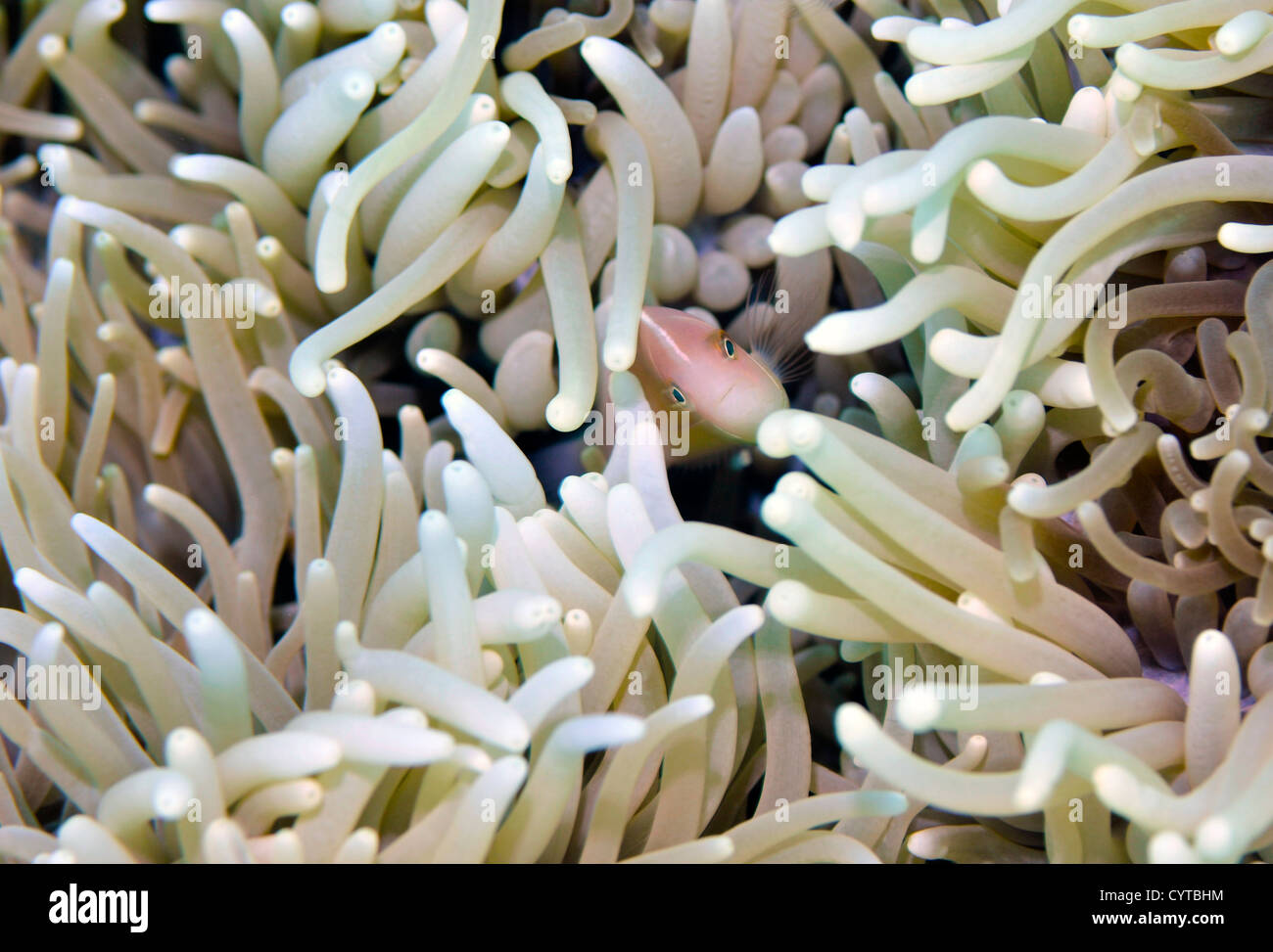 Rosa, anemonefish Amphiprion periderion, in host anemone, Pohnpei, Stati Federati di Micronesia Foto Stock