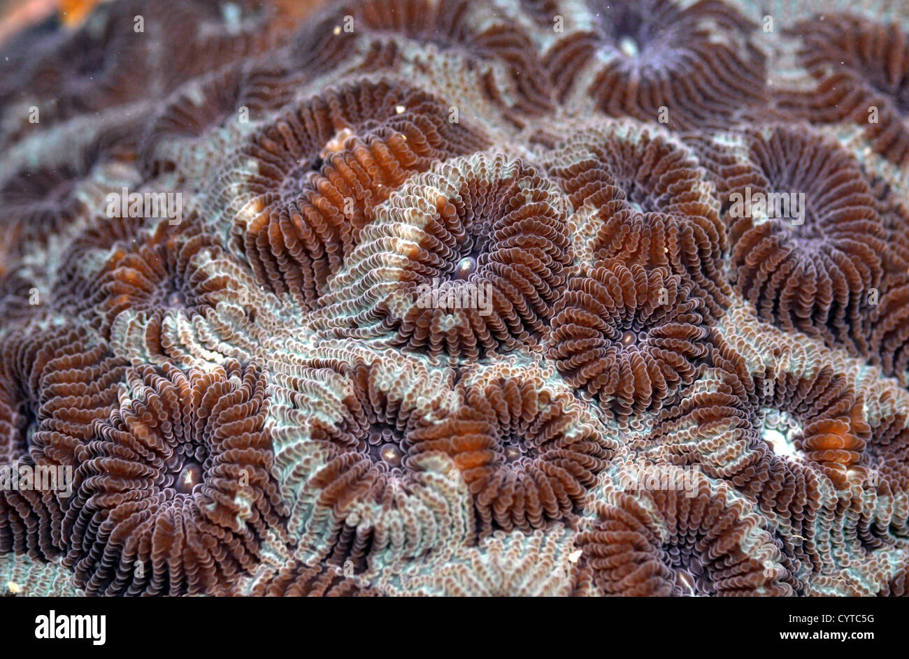Coralli duri, Montastrea sp., Pohnpei, Stati Federati di Micronesia Foto Stock