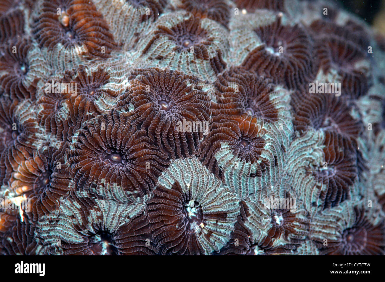 Coralli duri, Montastrea sp., Pohnpei, Stati Federati di Micronesia Foto Stock