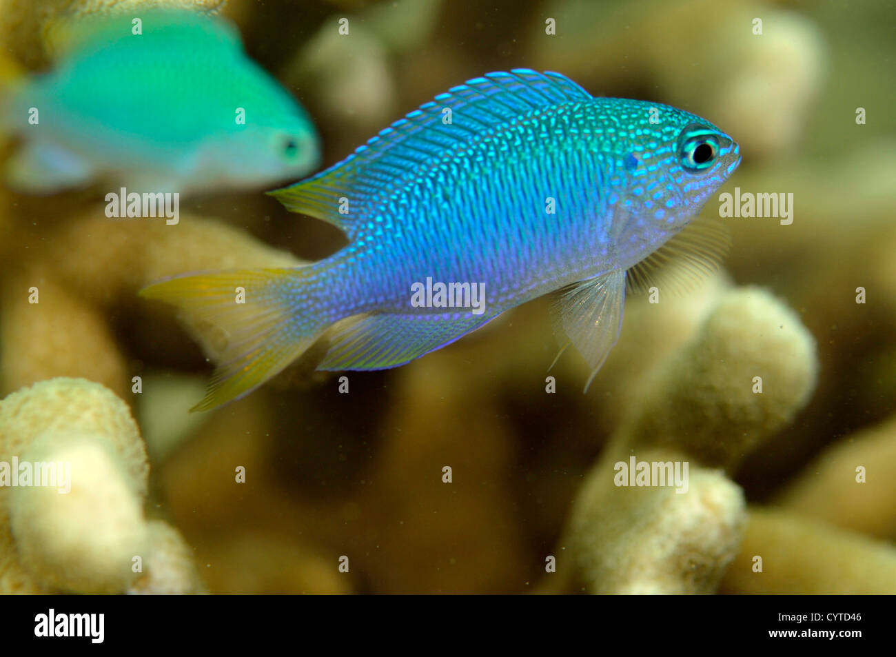 Blue fanciulla Pomacentrus pavo, Pohnpei, Stati Federati di Micronesia Foto Stock