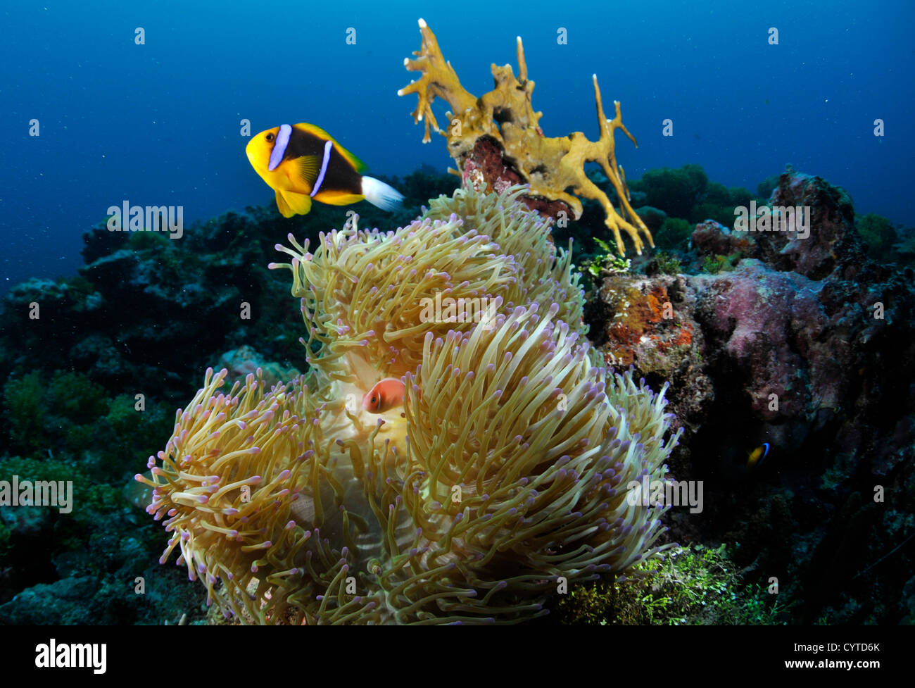 Arancio-alettato, anemonefish Amphiprion chrysopterus e rosa, anemonefish Amphiprion periderion, condividere un host anemone, Pohnpei Foto Stock