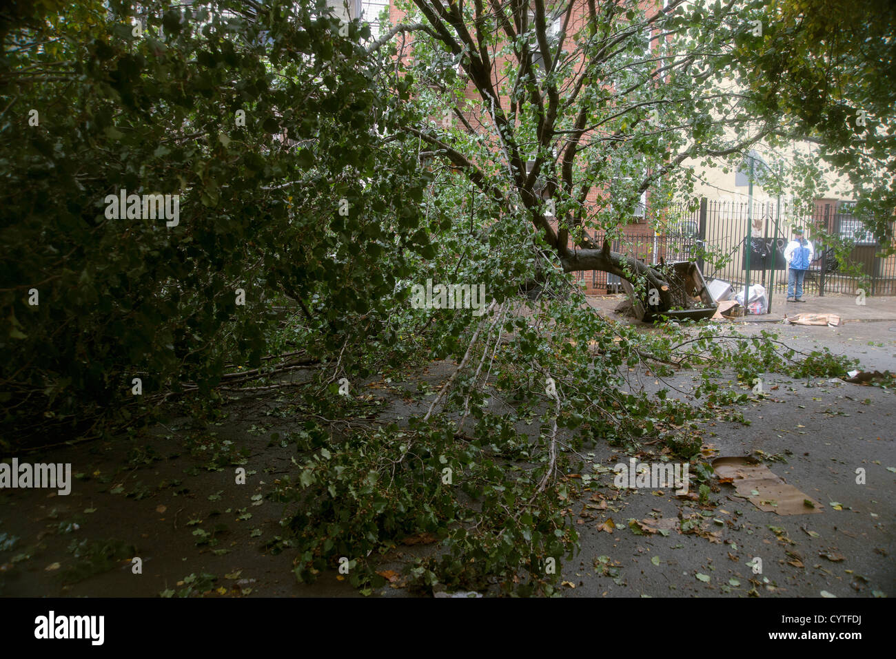 Un uomo di sorvegliare i danni provocati da un albero abbattuto su East 7th Street a New York City dopo la tempesta surge dall uragano Sandy Foto Stock