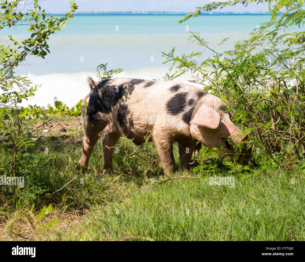 Maiale selvatico mangiare boccole da spiaggia sabbiosa e mare oceano su St Martin Sint Maarten Foto Stock