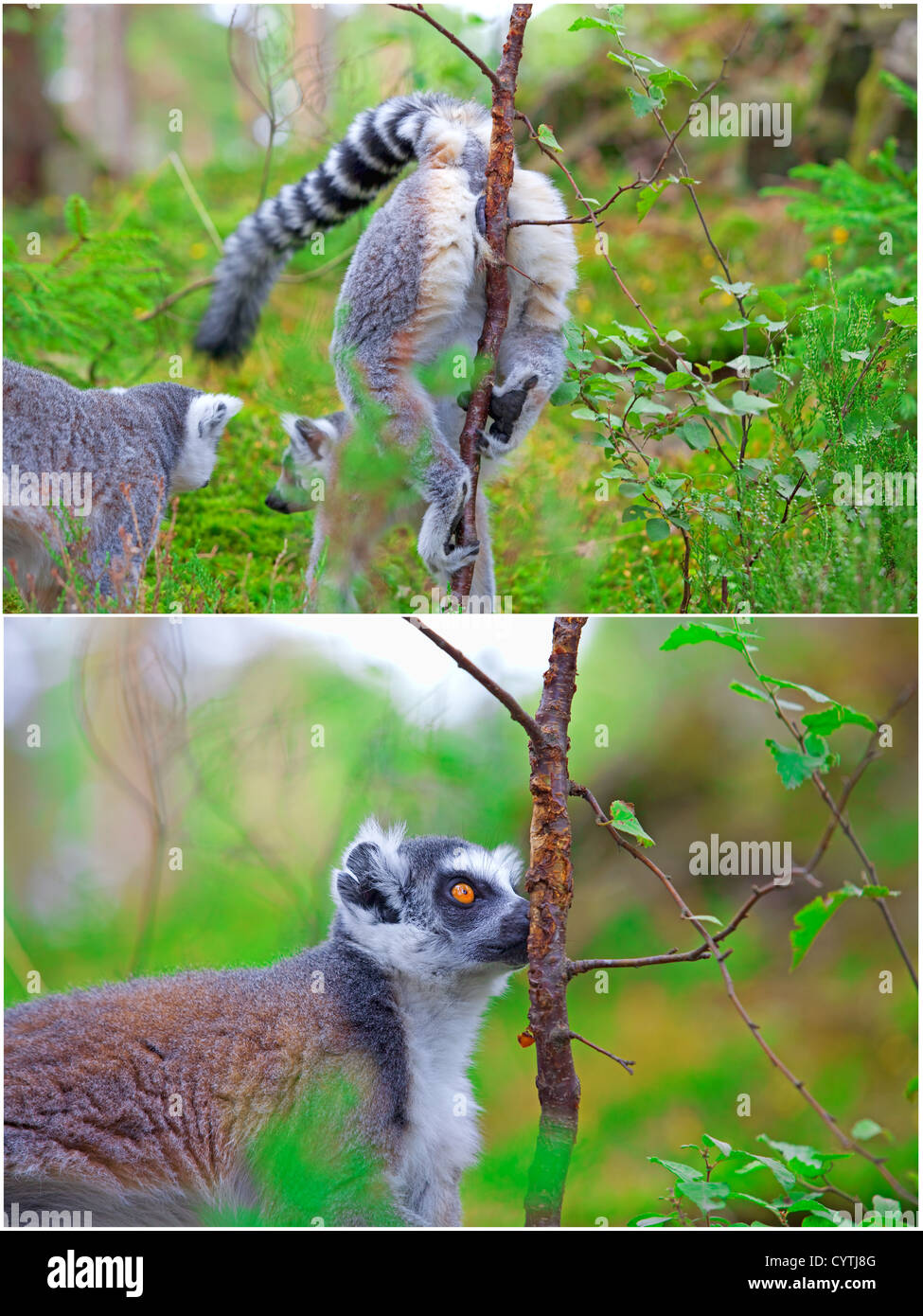 Due immagini di lemuri. Una femmina la marcatura del suo territorio sulla prima uno e un maschio trovando il suo profumo sulla altri Foto Stock