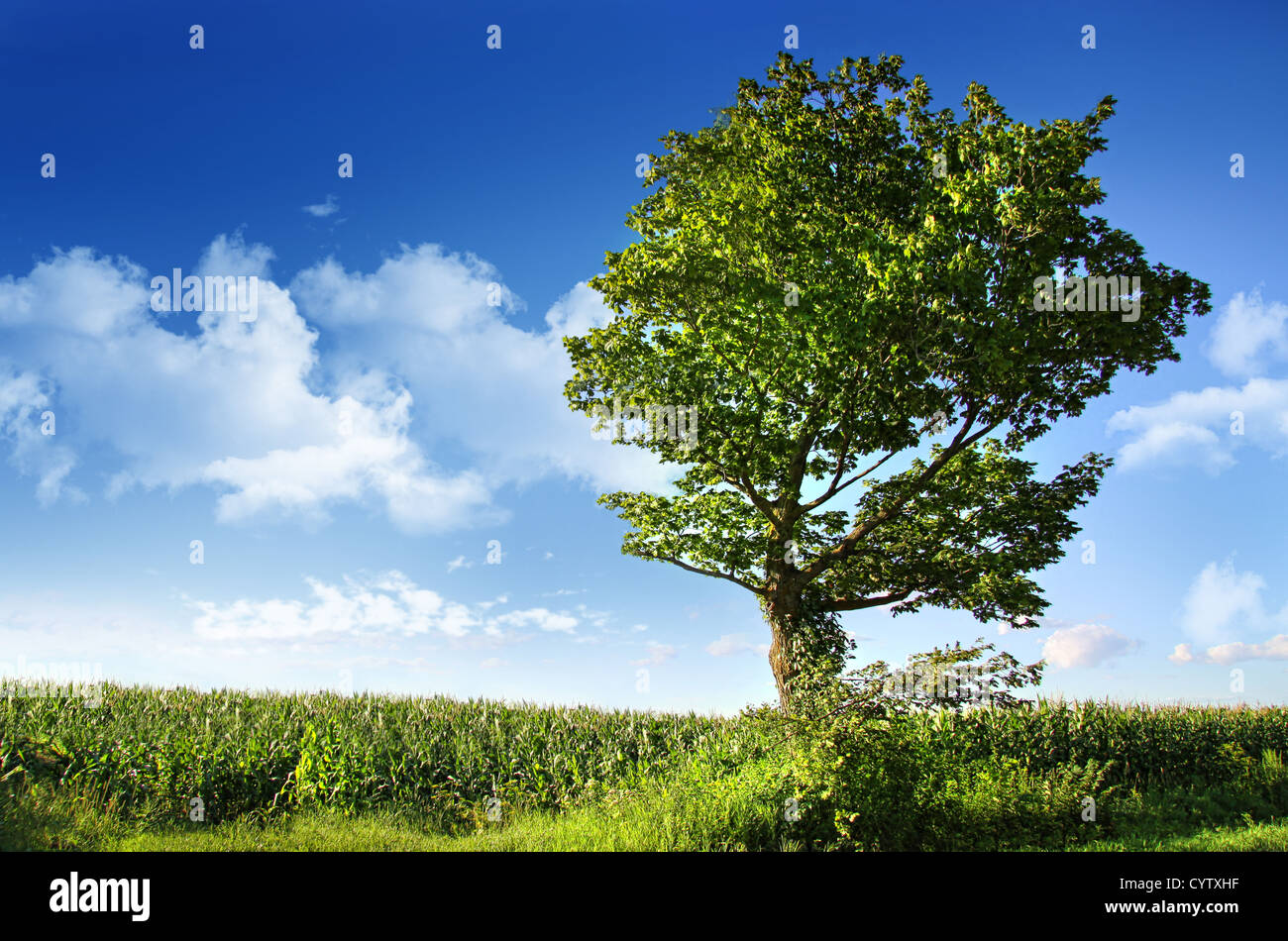 Grande Olmo vicino campo di mais contro il cielo blu Foto Stock