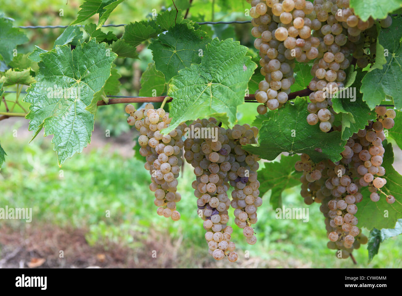 Icewine uve in cantina Inniskillin, Niagara sul lago Ontario, Canada Foto Stock