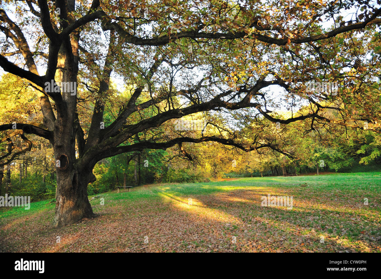 Grande albero di quercia a inizio autunno Park. Stock Photo Foto Stock