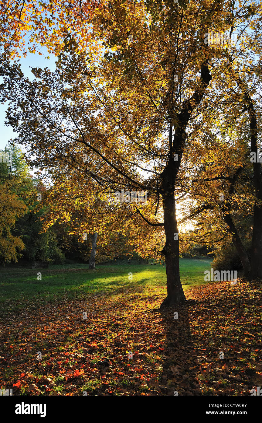 In autunno la luce del mattino nel parco con alberi di acero Foto Stock