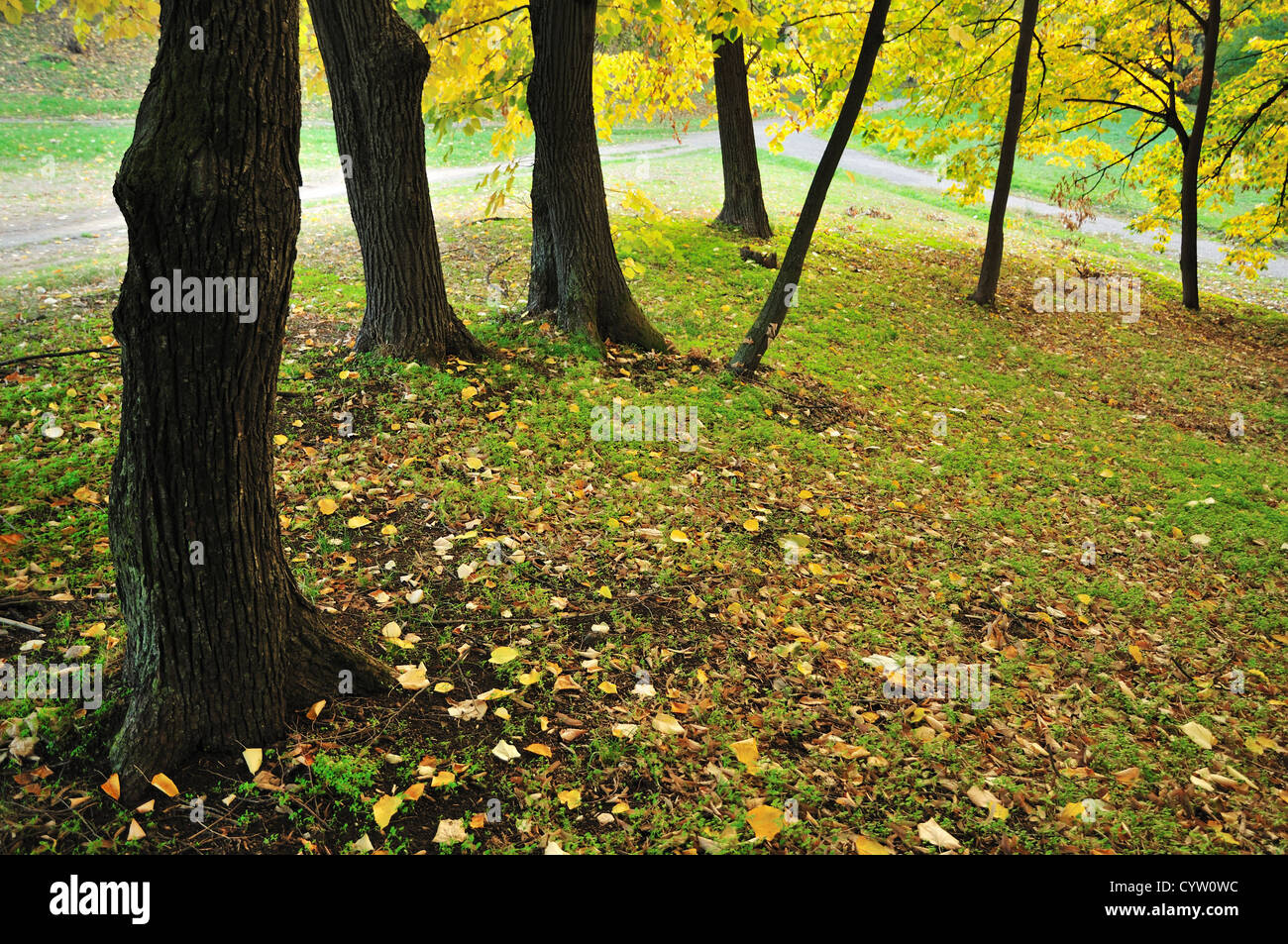 Autunno nel parco con alberi di acero e foglie di autunno Foto Stock