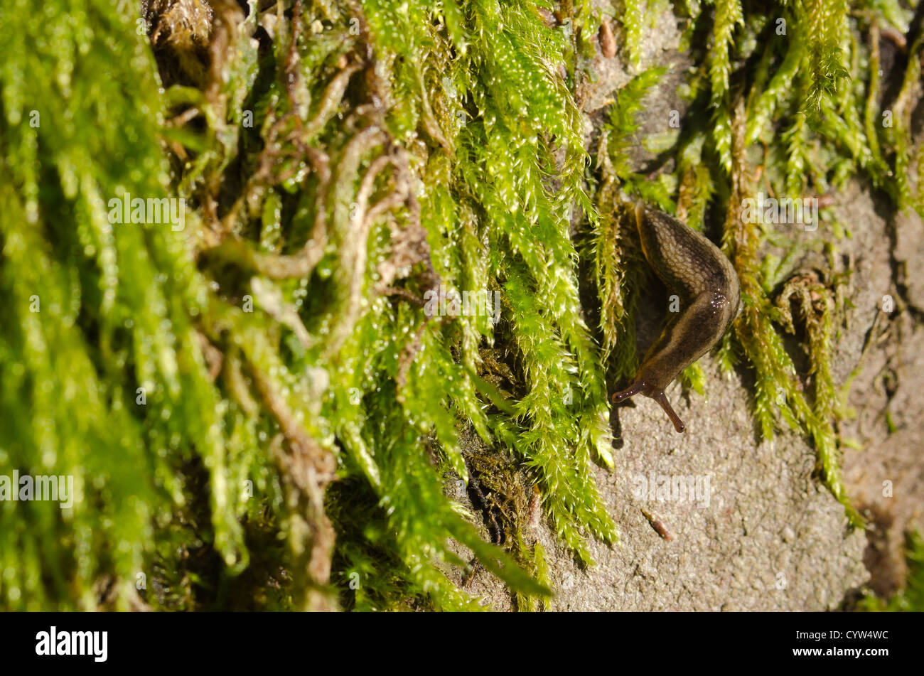 Eurhynchium praelongum moss colonizzazione sul decadimento apple morto tronco di albero in dimenticato Orchard Foto Stock