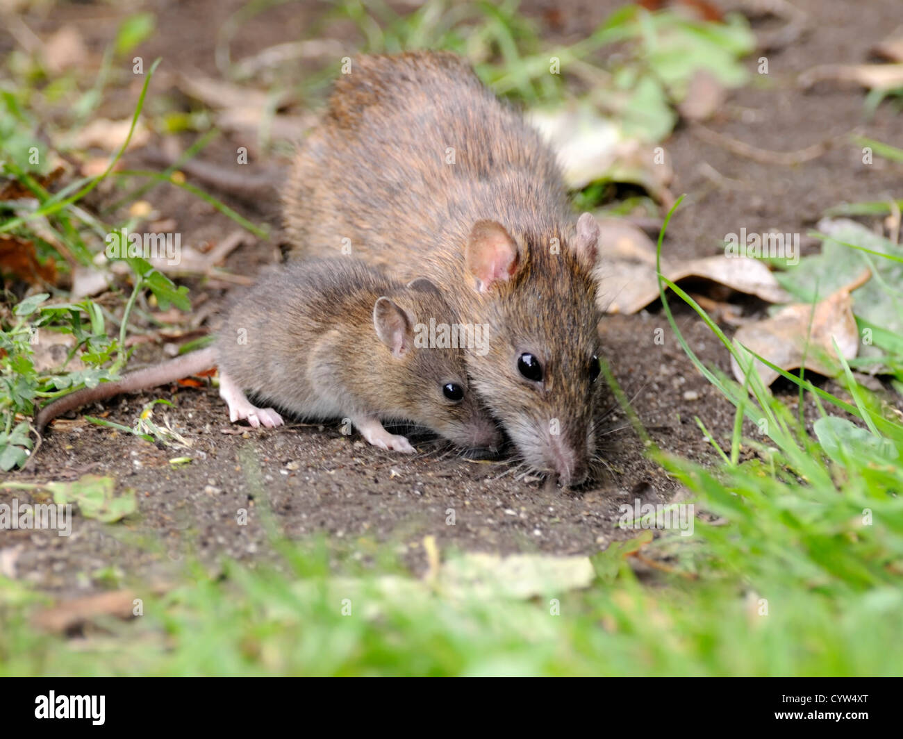 Marrone o ratto comune ( Rattus norvegicus ) per adulti e giovani in cerca di cibo nel terreno lettiera Foto Stock