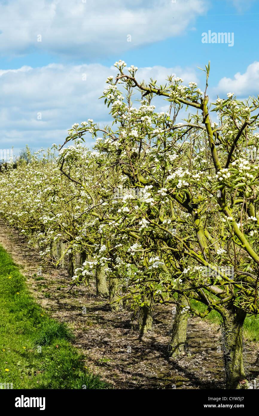 Pera alberi in fiore a Blackmoor aziende situate alla periferia di Liphook in Hampshire, Inghilterra. Foto Stock