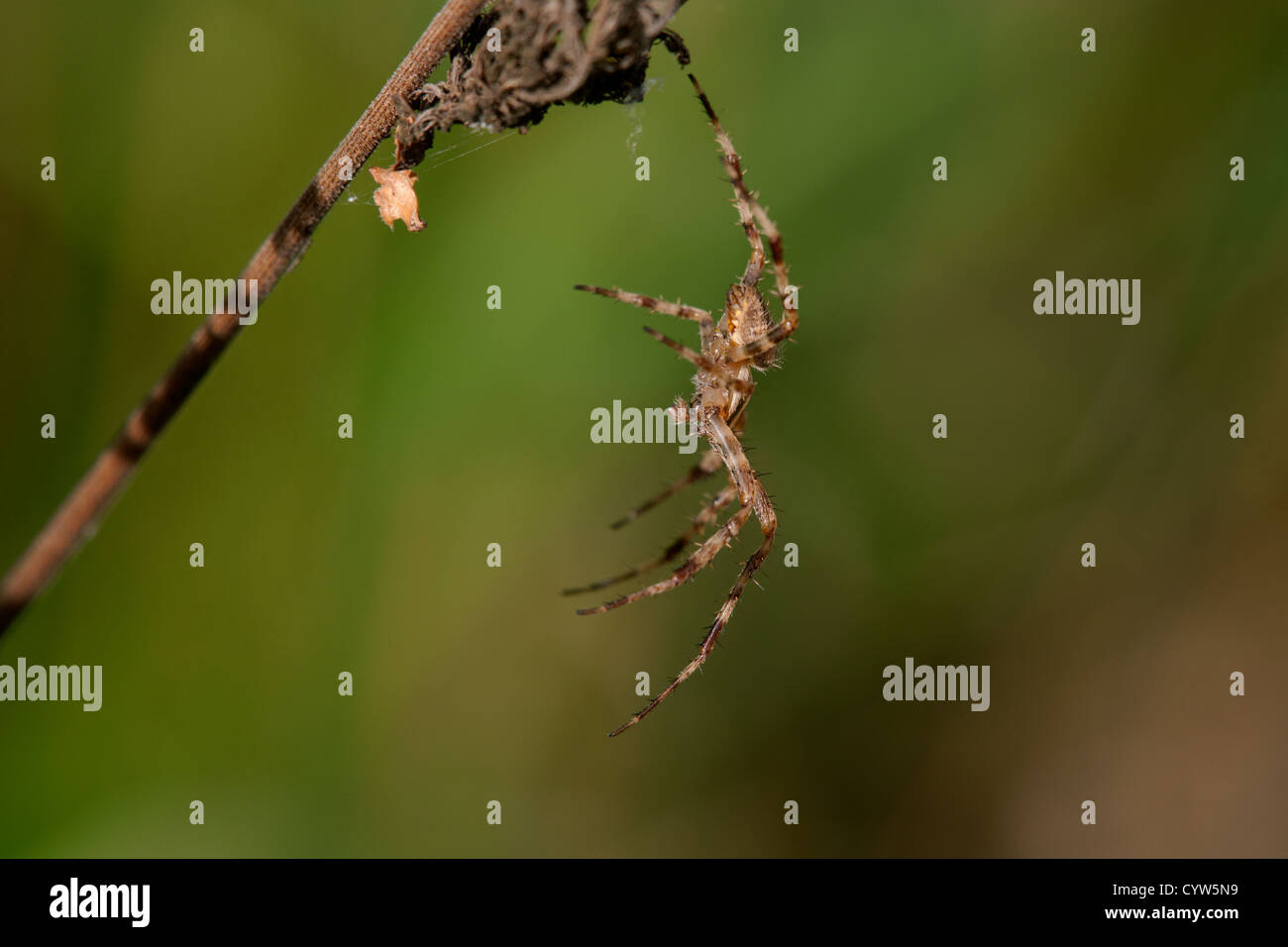 Giardino Spider Araneus diadematus maschio adulto appesa ad una gamba da pianta Foto Stock