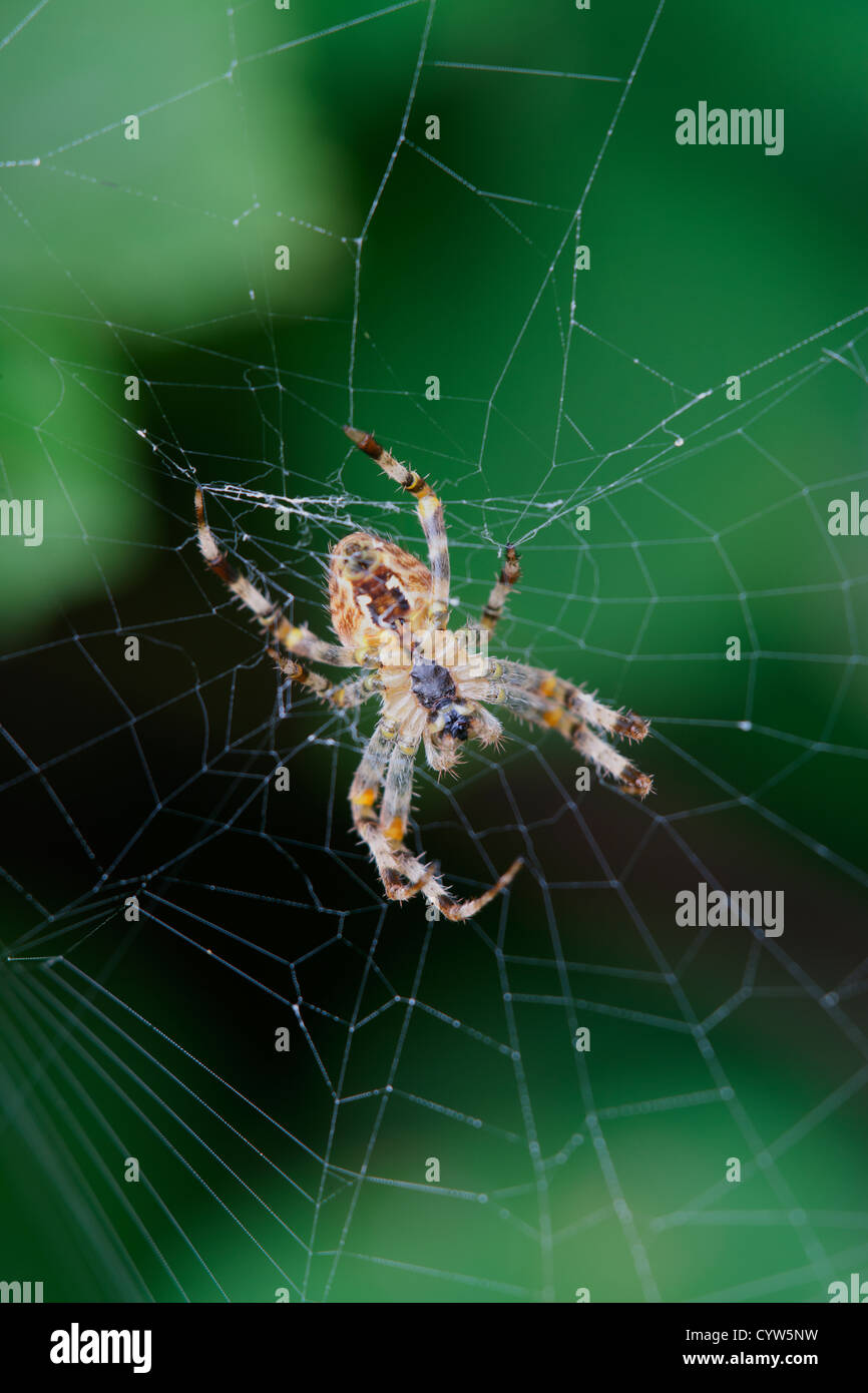 Giardino Spider Araneus diadematus femmina adulta sulla femmina web Foto Stock