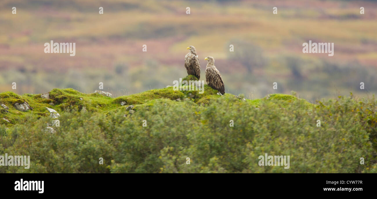 Scottish white tailed fish eagle in appoggio sul terreno in prossimità del sito di nido Foto Stock