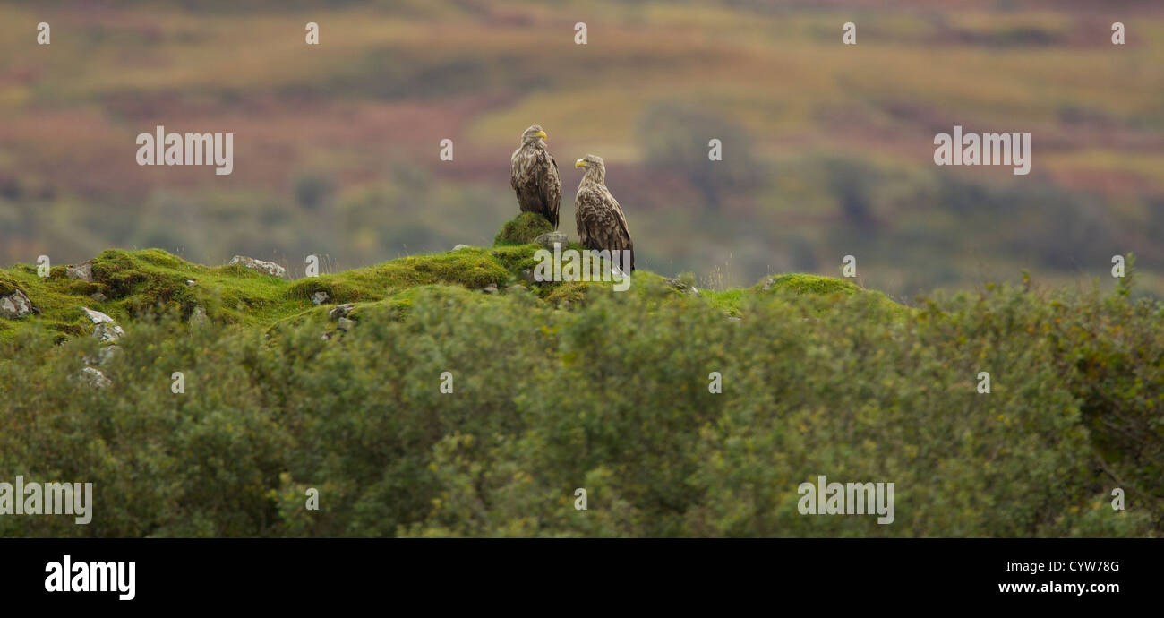 Scottish white tailed fish eagle in appoggio sul terreno in prossimità del sito di nido Foto Stock
