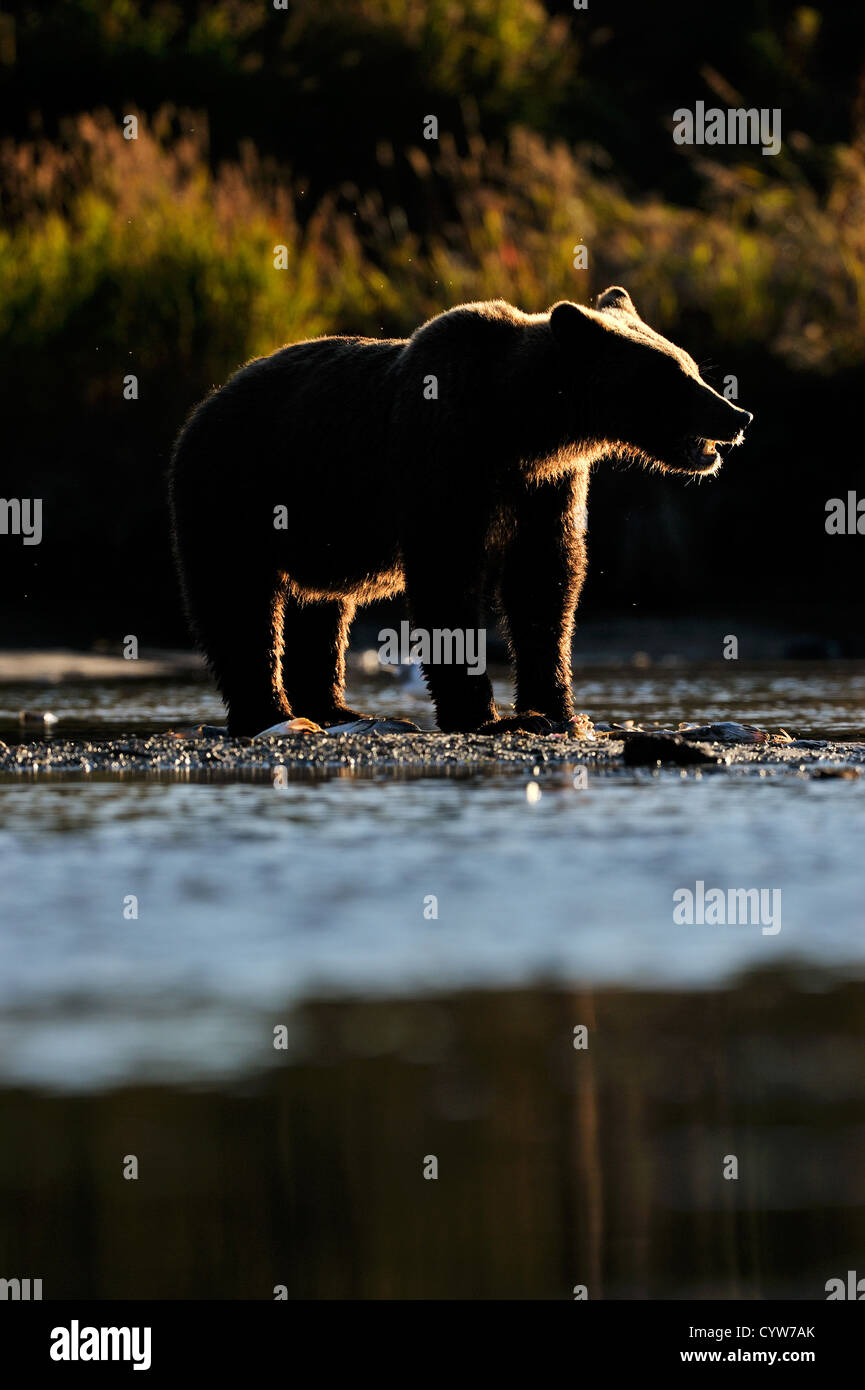 Orso grizzly pesca in fiume al tramonto. Foto Stock