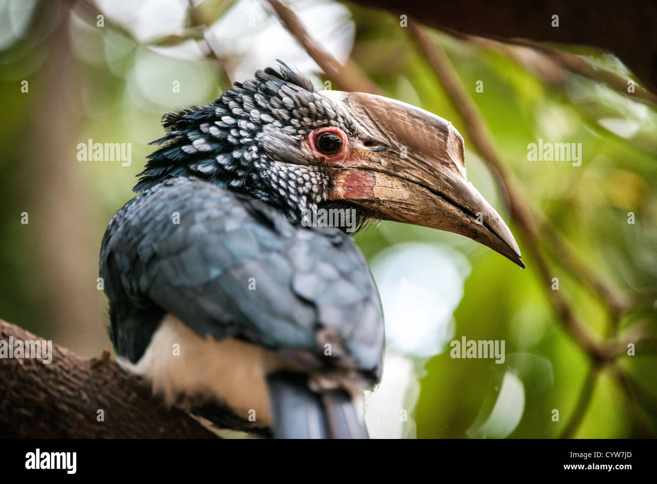 PARCO NAZIONALE DEL LAGO MANYARA, Tanzania, Un Hornbill dalle guance argentate (Bycanistes brevis) arroccato su un ramo del parco nazionale del lago Manyara, nel nord della Tanzania. Foto Stock