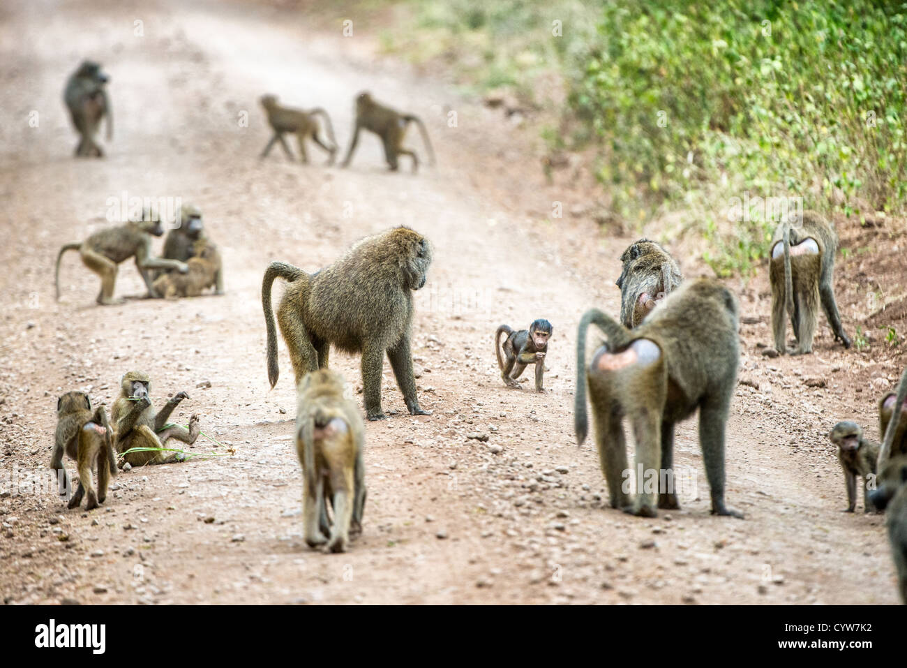 PARCO NAZIONALE DEL LAGO MANYARA, Tanzania: Una truppa di babbuini si riunisce su una strada sterrata all'interno del parco nazionale del lago Manyara, nel nord della Tanzania. Il parco, situato alla base della scarpata della Great Rift Valley, è noto per le sue diverse popolazioni di fauna selvatica e per i vari ecosistemi. I babbuini sono tra i primati più comunemente osservati del parco e si incontrano spesso lungo la rete stradale del parco. Il Parco Nazionale del Lago Manyara copre circa 330 chilometri quadrati e funge da importante area di conservazione della fauna selvatica nel circuito safari settentrionale della Tanzania. Il sistema stradale del parco fornisce l'accesso per Foto Stock