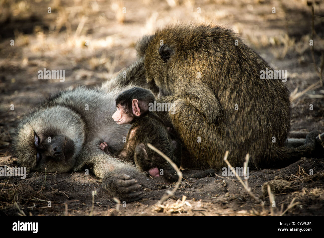 PARCO NAZIONALE DI TARANGIRE, Tanzania - Un giovane Olive Baboon siede con i suoi genitori riposanti sul terreno del Tarangire National Park, nel nord della Tanzania. Il parco si trova vicino al cratere di Ngorongoro e al Serengeti, che fanno parte del grande ecosistema Tarangire-Manyara. I babbuini d'oliva sono tra i primati più diffusi in Africa e si trovano comunemente in tutti i parchi nazionali della Tanzania. Il Parco Nazionale di Tarangire è noto per le sue grandi mandrie di elefanti e per le diverse popolazioni di fauna selvatica. Il parco copre circa 2.850 chilometri quadrati e funge da corridoio vitale per la fauna selvatica nel nord di Ta Foto Stock