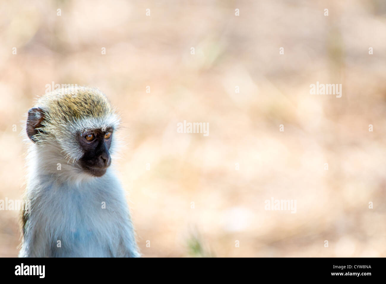 PARCO NAZIONALE DI TARANGIRE, Tanzania: Una scimmia verbita si trova osservando nel Parco nazionale di Tarangire, nel nord della Tanzania, non lontano dal cratere di Ngorongoro e dal Serengeti. Foto Stock