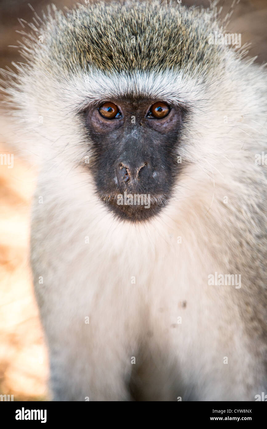 PARCO NAZIONALE DI TARANGIRE, Tanzania: Una scimmia vervet guarda direttamente la macchina fotografica nel Parco nazionale di Tarangire, nel nord della Tanzania. Il parco è situato nel circuito safari settentrionale del paese, vicino ad altre rinomate destinazioni faunistiche, tra cui il cratere di Ngorongoro e il Serengeti. Tarangire è conosciuta per le sue diverse popolazioni di fauna selvatica e funge da habitat importante per varie specie di primati. Le scimmie di Vervet sono tra i primati comunemente osservati nei parchi nazionali dell'Africa orientale. Il parco fa parte dell'area di conservazione settentrionale della Tanzania, che attrae gli appassionati di fauna selvatica Foto Stock
