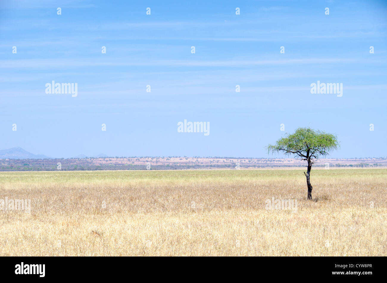PARCO NAZIONALE DI TARANGIRE, Tanzania: Un albero solitario si distingue contro le ampie pianure paludose del Parco nazionale di Tarangire. Il parco, situato nel nord della Tanzania, è noto per i suoi paesaggi diversificati che includono paludi stagionali accanto ai suoi famosi alberi di baobab e boschi di acacia. Tarangire fa parte del più grande ecosistema Tarangire-Manyara e funge da corridoio vitale per la fauna selvatica. Le paludi del parco forniscono fonti d'acqua essenziali durante la stagione secca, sostenendo le popolazioni della fauna selvatica della regione. Queste zone umide contrastano con le regioni più aride della savana del parco, creando subacquei Foto Stock