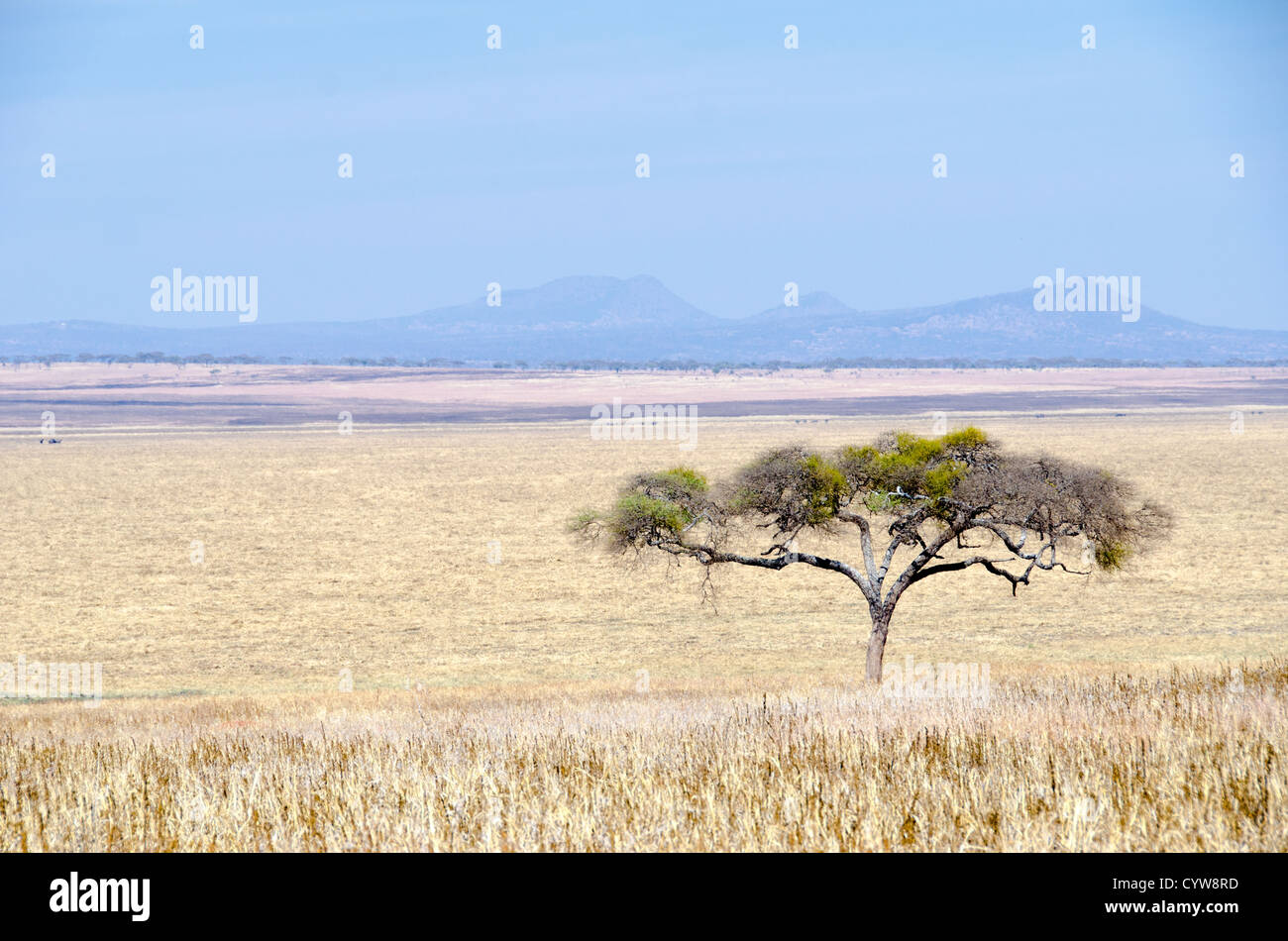 PARCO NAZIONALE DI TARANGIRE, Tanzania: Si affaccia sulle pianure paludose del Parco nazionale di Tarangire, nel nord della Tanzania, non lontano dal cratere di Ngorongoro e dal Serengeti. Foto Stock