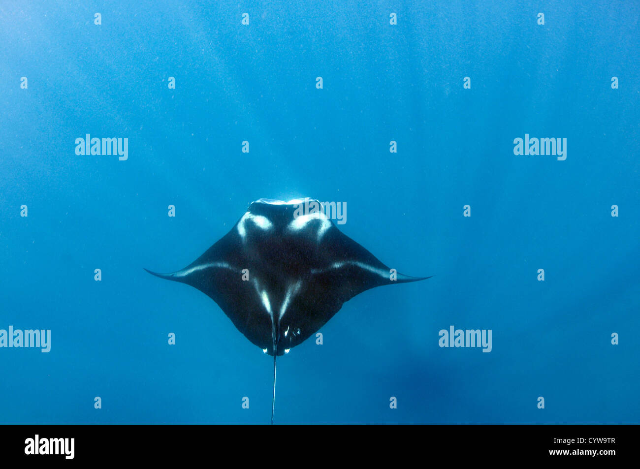 Giant manta ray, Manta birostris, Pohnpei, Stati Federati di Micronesia Foto Stock