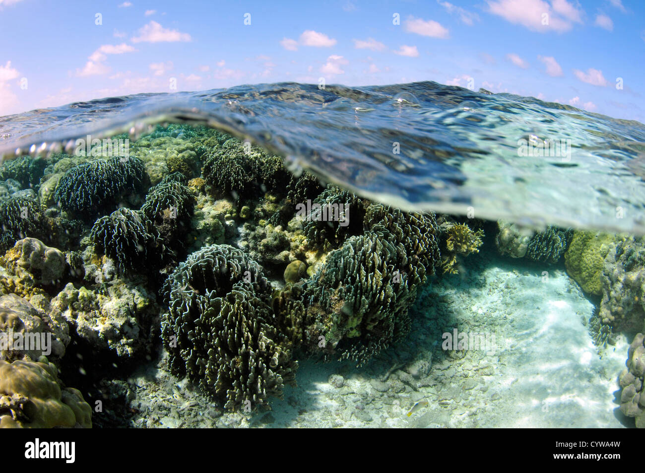 Patch poco profonde di corallo blu, Heliopora coerulea, e la superficie dell'acqua, Pohnpei, Stati Federati di Micronesia Foto Stock