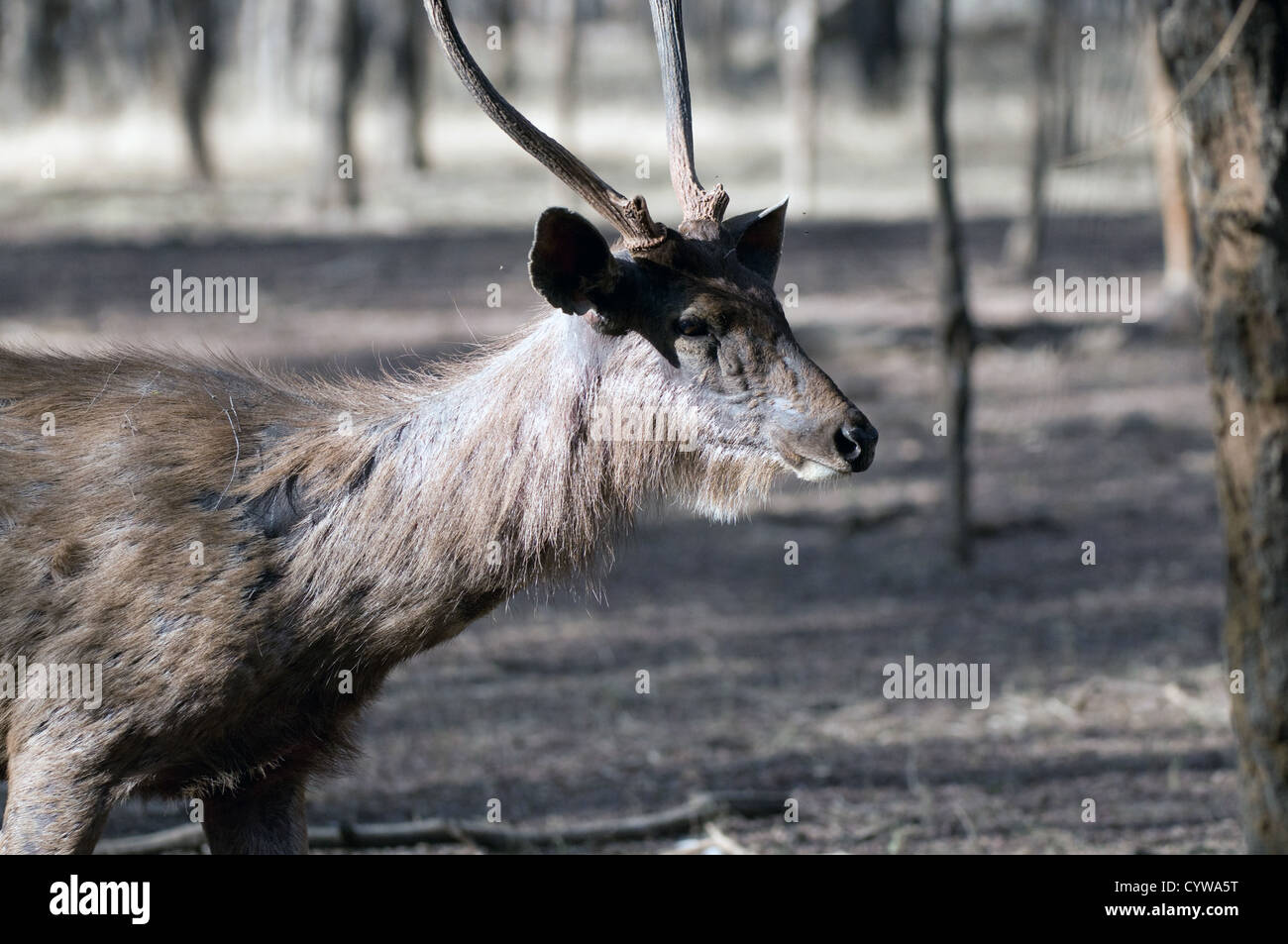 Un maschio Sambar close up Foto Stock