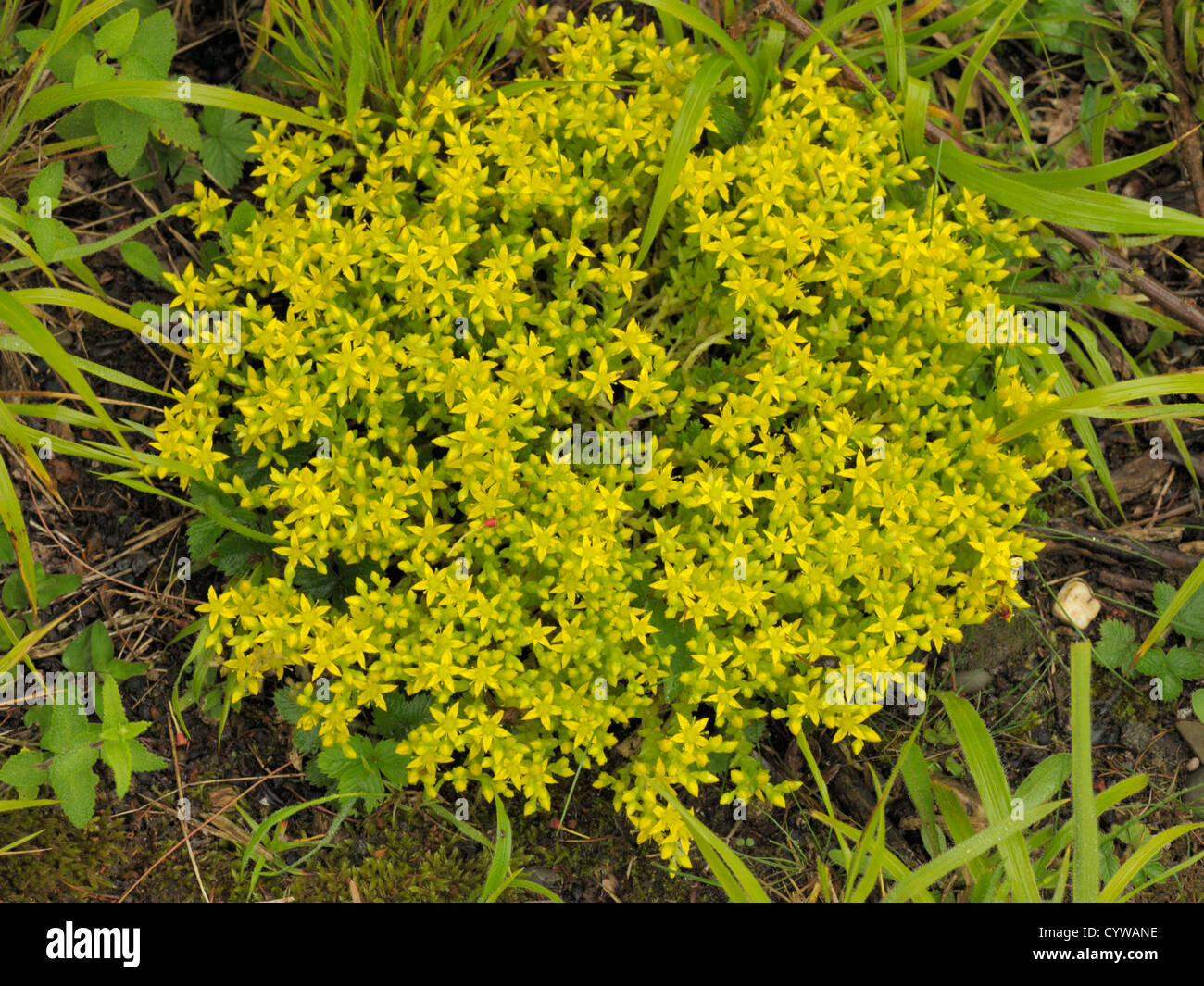 Mordere Stonecrop, Sedum acre Foto Stock