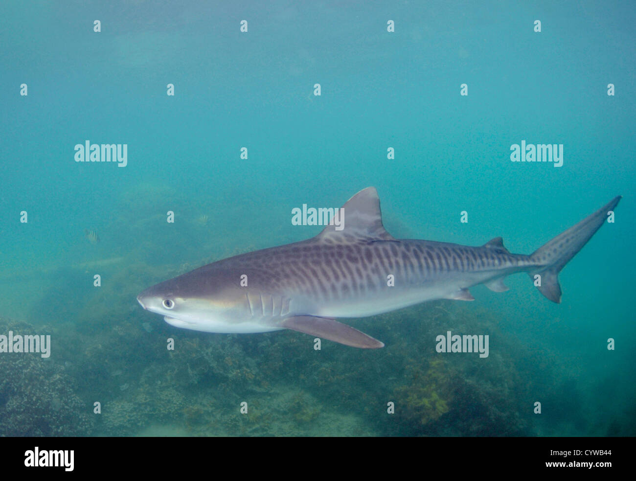 Giovani squalo tigre, Galeocerdo cuvier, Kaneohe, Hawaii, STATI UNITI D'AMERICA Foto Stock