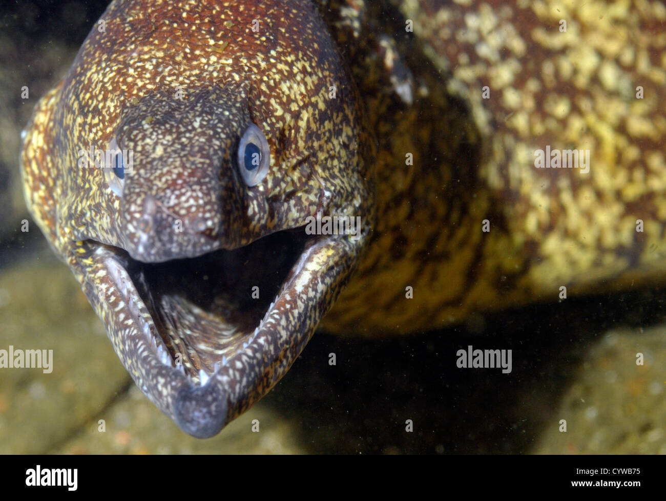 Comune di moray eel, Gymnothorax kidako, Chinsen, Atami, Penisola di Izu, Giappone Foto Stock
