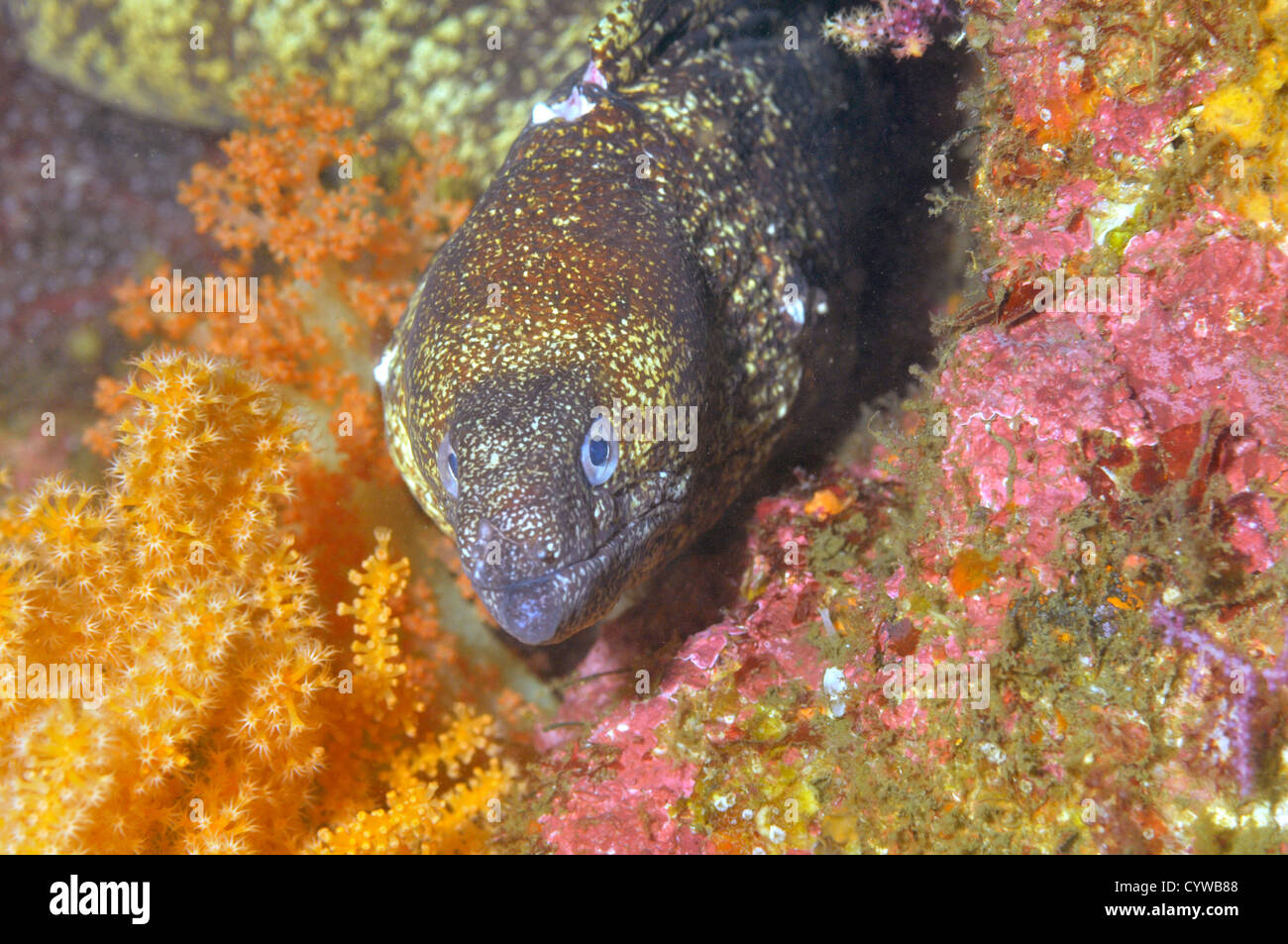 Comune di moray eel, Chinsen, Gymnothorax kidako, Chinsen, Atami, Penisola di Izu, Giappone Foto Stock