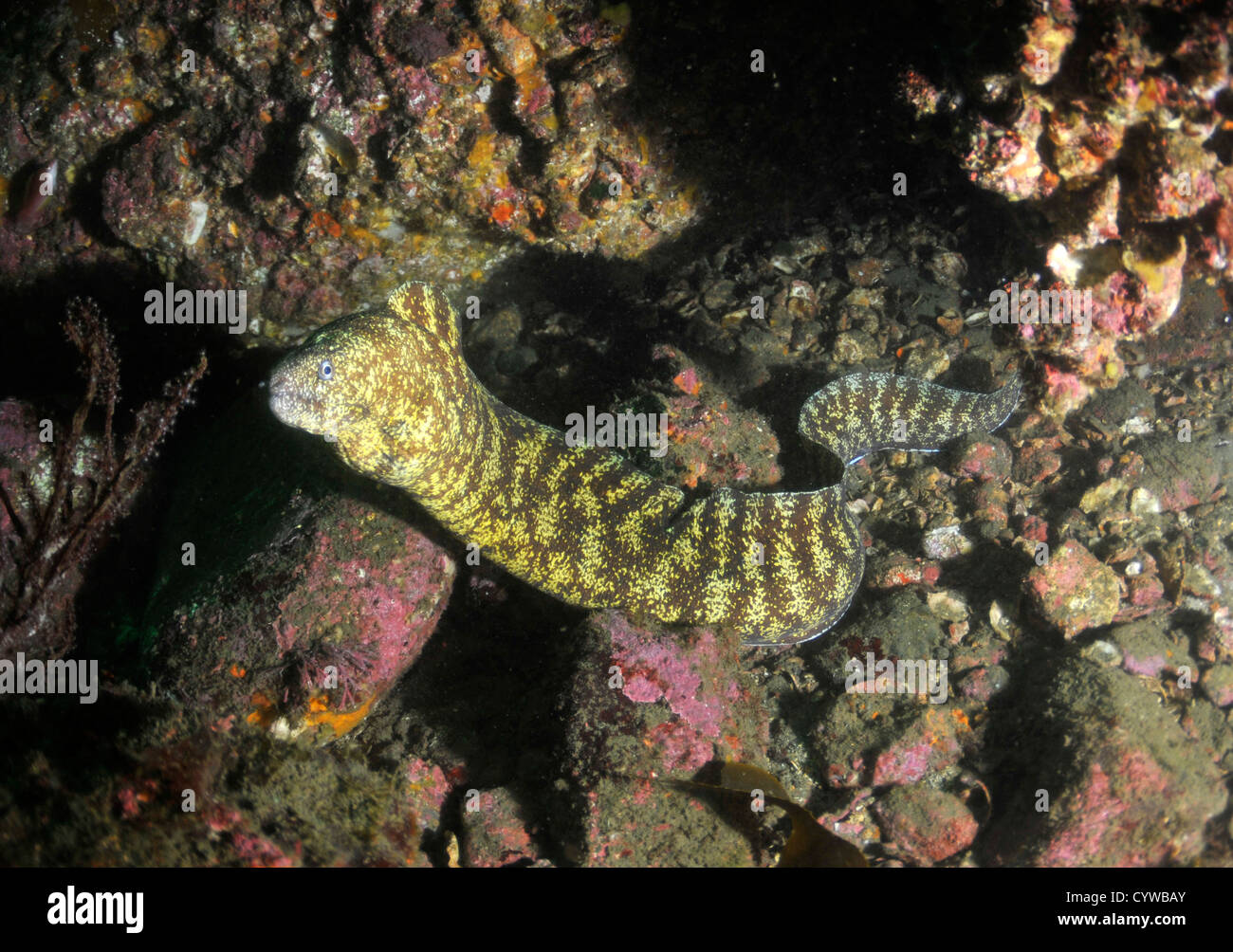 Comune di moray eel, Gymnothorax kidako, Bitagane, Atami, Penisola di Izu, Giappone Foto Stock