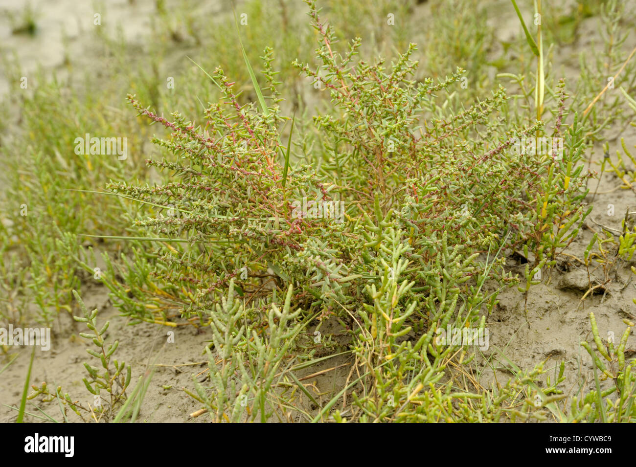 Mare annuale-blite, suaeda maritima var macrocarpa Foto Stock