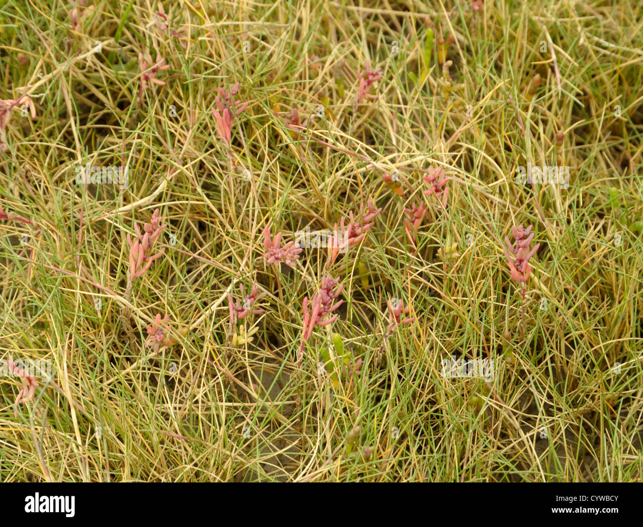Mare annuale-blite, suaeda maritima var estuaria Foto Stock
