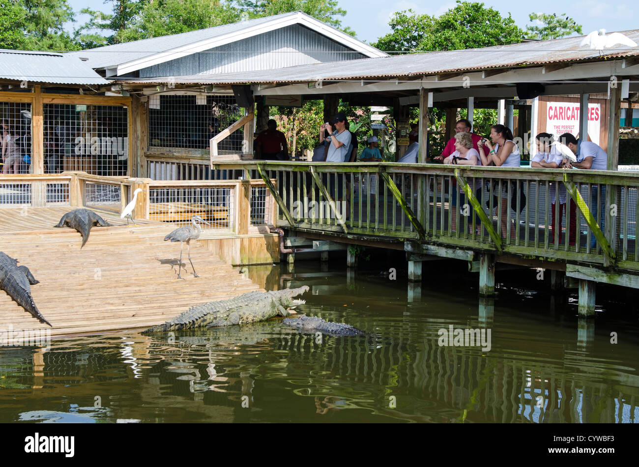 Le persone che visualizzano alligatori a Gatorland theme park al di fuori di Orlando, Florida. Foto Stock
