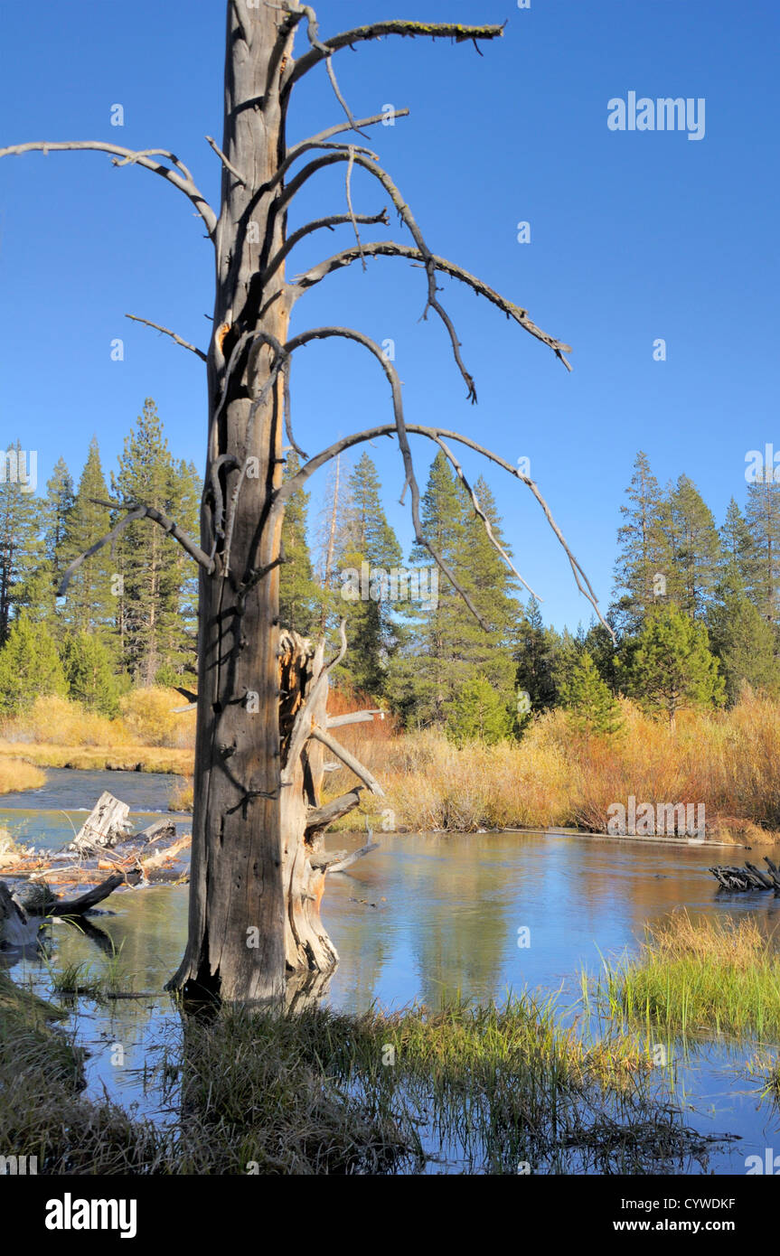 La palude del fiume in alta Sierra Mountains Foto Stock