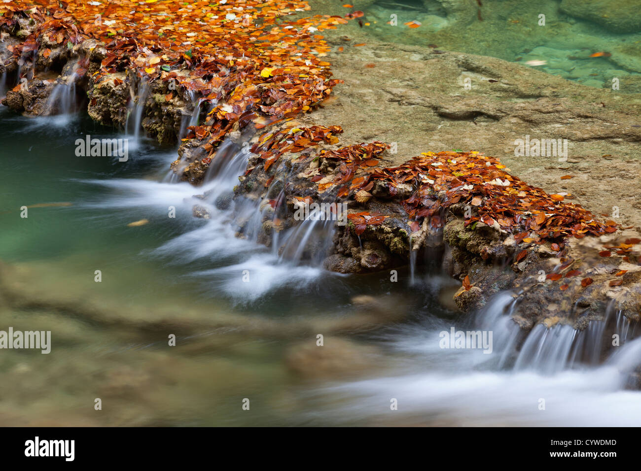 Foresta di autunno Foto Stock